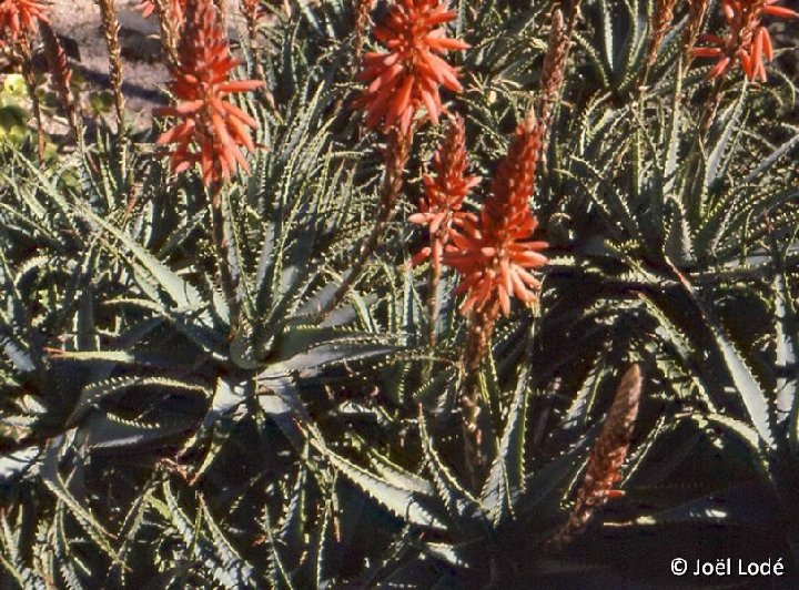 Aloe spinosissima hybr.©JL